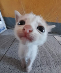 meows group ! ! :o