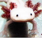 Axolotl z podlasia