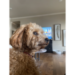 THE BEST DOGGY EVER