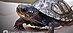 Turtle bros : p