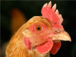 I ♥ Fried Chicken