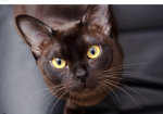 The Cat Obsessers