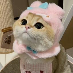 ฅ