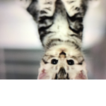 Amazing cat loving group