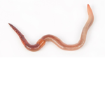 EarthWorms Unlted