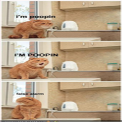 funny-pictures-cat-tries-to-poop Roblox decal