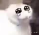 Thy Cat Empire