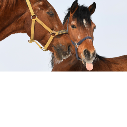 My Stables!