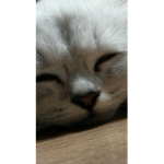 쭈니 귀요밍