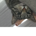 MR. MEOWS