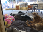 Dog and ginny pigs World!