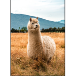 We are cool Lamas (no hate)