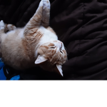 If you love cats. join this cat love group