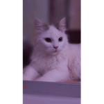 ℓєgєи∂αrу kittens