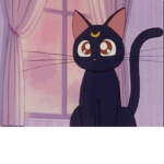 Krazy Anime Cats