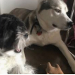 MusicalPuppers :3