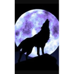 midnight wolfs~