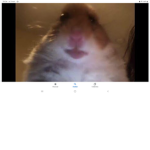 Hamster milan