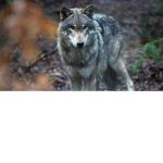 Kate's Wolf Clan