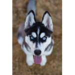 The Huskies!