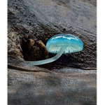 bleu mushrooms