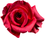 FreshRose