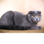 Amber the cat group