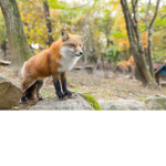 The people who love foxes