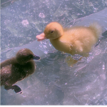 Xel ducks