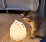 ≽Cats≼