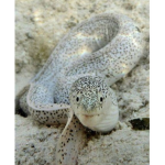 Moray eel fan group