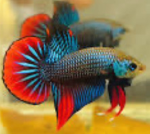 Fish cult The real one
