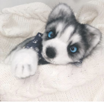 Husky fan group!!!!!