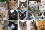 The cat army for ever