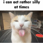 silliez!!
