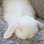 sleepy bunnie
