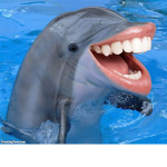 The Gear Dolphins