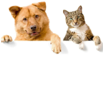 The cats & dogs fam