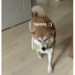 Doge Donation is Donation Doge
