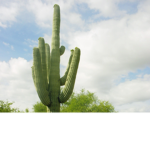 cactus sqaud