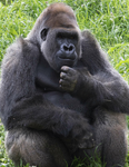 THE gOoFy GoRiLLa group