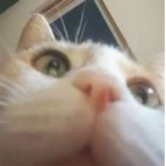 kitten cat fan group