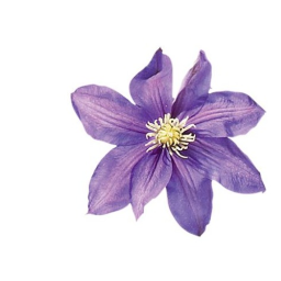 purple dream