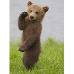 Bear_squad!!
