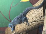blue lizards! :)
