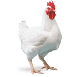  Little Chicken🥚 icon
