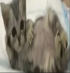 Poglit