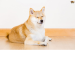 doge clan (country of doge)