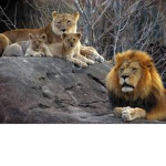 The cubs :>