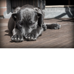 The DogZ group